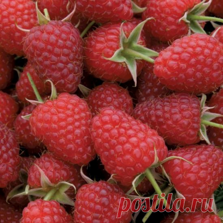 Размножение ремонтантной малины, правила и секреты
