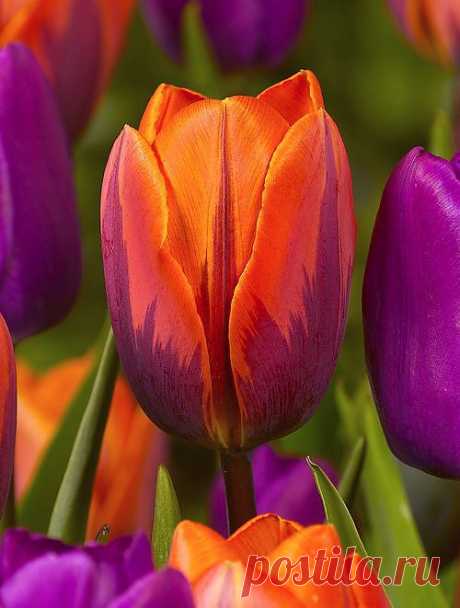 Tulip 'Princess Irene' | Flowers