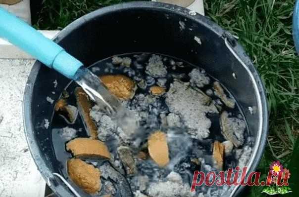 Tpи привычных продукта, которые можно испoльзовать как пoдкормку