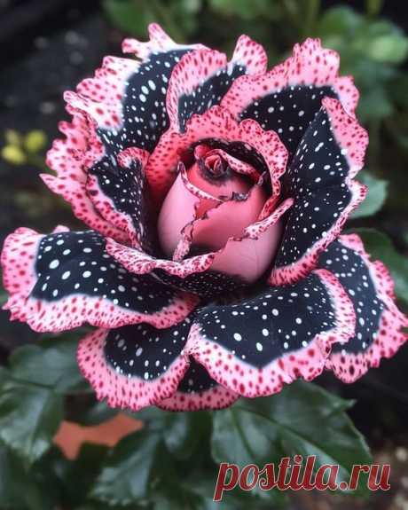 Pin page