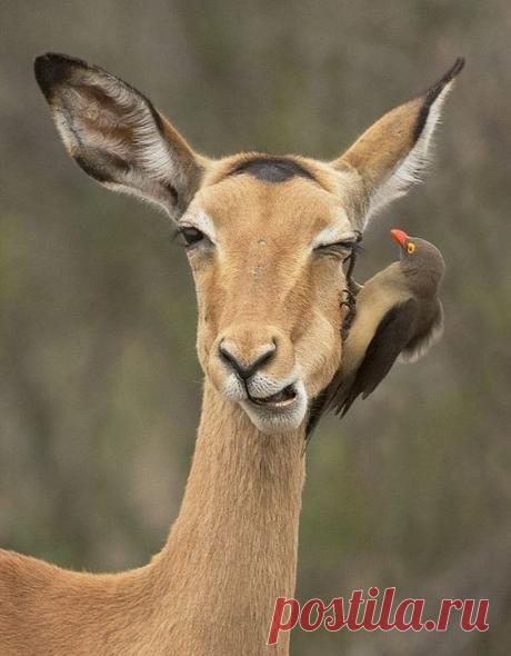 окулист прилетел 😉