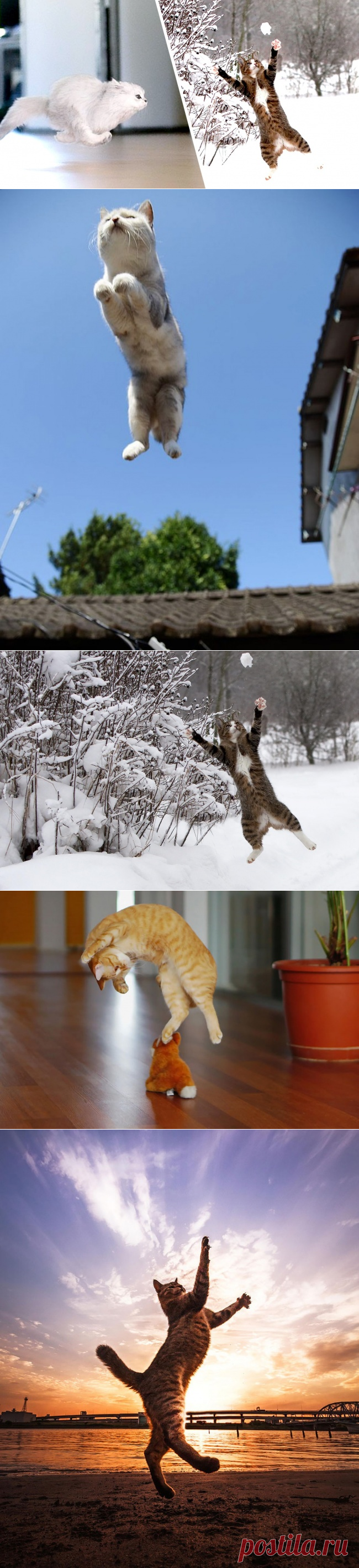 10 доказательств того, что коты умеют летать