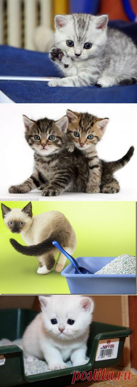 Как отучить кота метить территорию и избавиться от запаха! | ЖЕНСКИЙ МИР