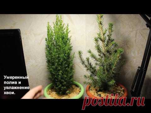 Кипарис посадка и уход в открытом грунте