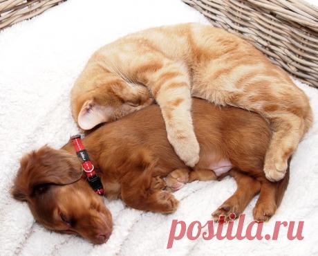 Собрали для вас 20 фото котов, которые по уши втрескались в собак. Все-таки приближающийся День влюбленных никого не оставляет в стороне