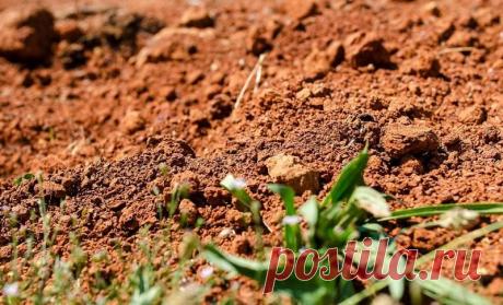 Как улучшить глинистую почву на садовом участке и на огороде? Часто нам приходится выращивать растения на глине или торфе. Выход здесь один – улучшать состав почвы. Осень как нельзя лучше подходит для этой процедуры.