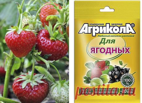 Земляника садовая: правильный уход для повышения урожайности