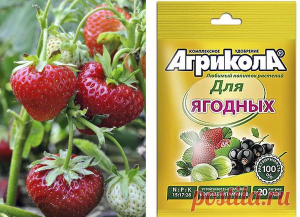 Земляника садовая: правильный уход для повышения урожайности