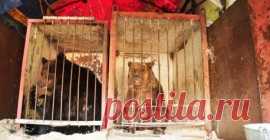 Этих медведей должны были отдать на растерзание псам. Но в последнюю минуту случилось чудо…