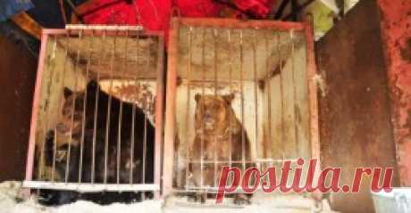 Этих медведей должны были отдать на растерзание псам. Но в последнюю минуту случилось чудо…