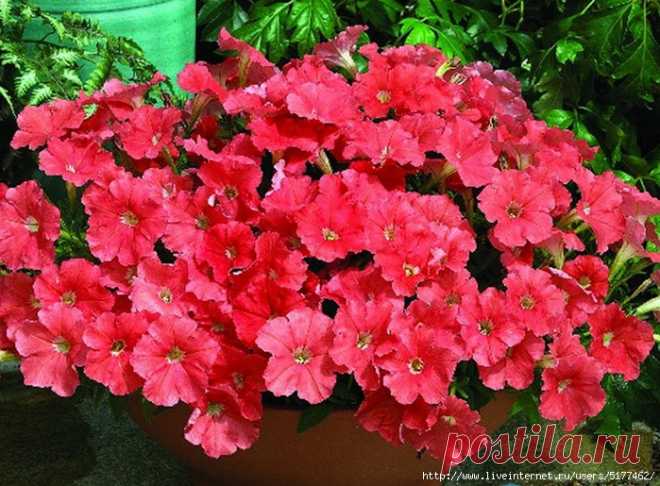 Выращивание многолетней петунии