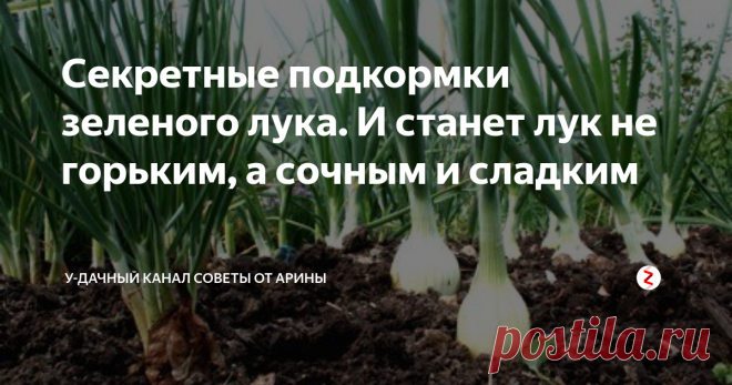 Секретные подкормки зеленого лука. И станет лук не горьким, а сочным и сладким О том, как сажать этот овощ мы рассказывали в предыдущих статьях, сегодня поговорим о том, как ухаживать за зелёным луком. Всем хочется себя радовать сочными зелёными перьями лука, ведь и салат и окрошка и другие блюда без зеленого лука не вкусны. А что делать огородникам, если перья зеленого лука перестали быть сочными, кончики начали желтеть? Ну конечно не отчаиваться, а приниматься за исправлен