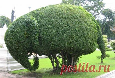 Topiar_slon.jpg (1024×691)