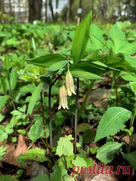 Uvularia sessilifolia  |  Ботанический сад • Тверь - Публикации