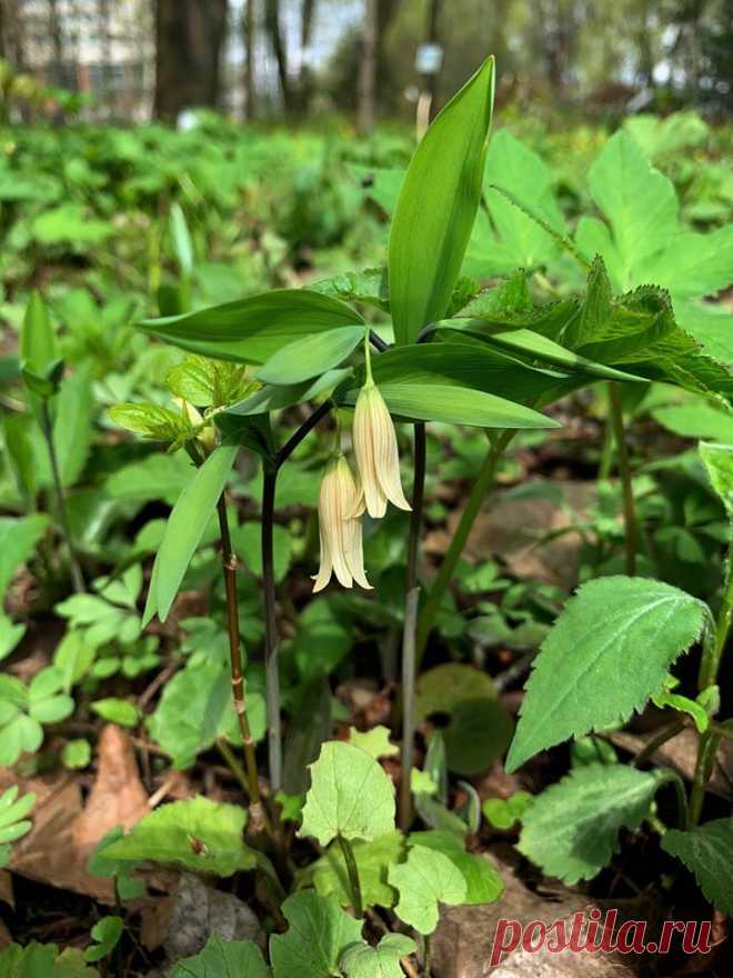 Uvularia sessilifolia  |  Ботанический сад • Тверь - Публикации