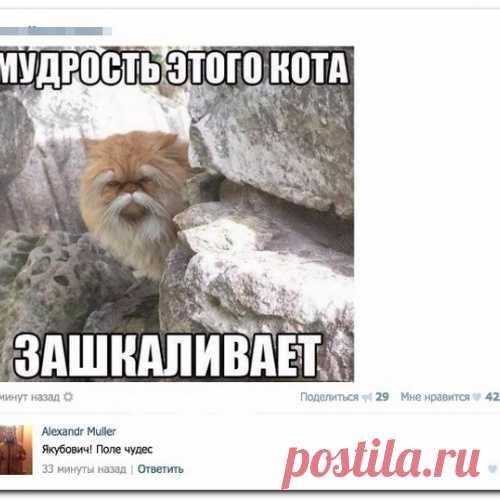 Прикольные комментарии из социальных сетей