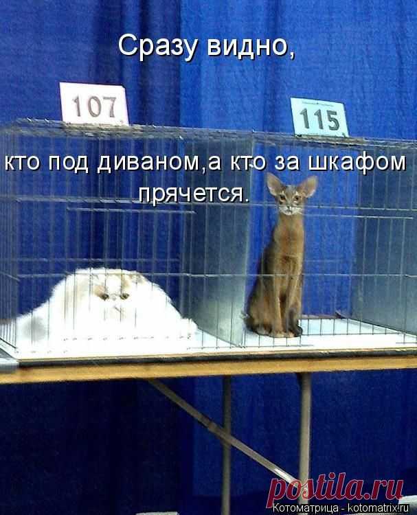 Лучшие котоматрицы недели / Питомцы