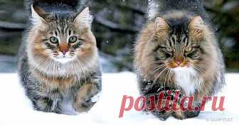 Котофаны, которые обожают снег.   20 самых крутых фотографий этой зимы, которые стоит посмотреть на прощание В этом году мы целовались под снегом, выбегали на мороз с кипятком, чтобы сделать снежный взрыв, разглядывали с детьми снежинки — и сами как будто видели их впервые. Нынешняя зима явила нам свои чудеса сполна: не пожалела ни снега, ни инея, ни морозных узоров, ни румянца, ни счастья и радости. Давайте попрощаемся с ней по-настоящему тепло.