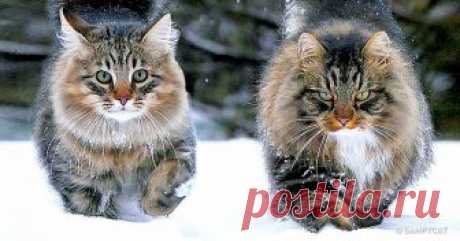 Котофаны, которые обожают снег.   20 самых крутых фотографий этой зимы, которые стоит посмотреть на прощание В этом году мы целовались под снегом, выбегали на мороз с кипятком, чтобы сделать снежный взрыв, разглядывали с детьми снежинки — и сами как будто видели их впервые. Нынешняя зима явила нам свои чудеса сполна: не пожалела ни снега, ни инея, ни морозных узоров, ни румянца, ни счастья и радости. Давайте попрощаемся с ней по-настоящему тепло.