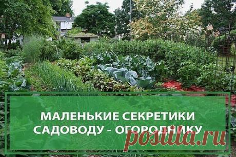 Маленькие секретики садоводу - огороднику. Добавь себе на стену, чтобы не забыть!

1. Йод для капусты. В ведро воды добавить 40 капель йода. Когда начнет формироваться кочан, поливать капусту под растение по 1 литру.

2. Ускорение пророста. Чтобы семена быстрее проросли их замачивают в растворе перекиси водорода (4%) на 12 часов (капуста), а семена помидоров и свеклы - на 24 часа. Для обеззараживания семян (вместо марганцовки) их обрабатывают 10% перекисью водорода 20 мину...