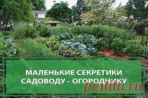 Маленькие секретики садоводу - огороднику. Добавь себе на стену, чтобы не забыть!

1. Йод для капусты. В ведро воды добавить 40 капель йода. Когда начнет формироваться кочан, поливать капусту под растение по 1 литру.

2. Ускорение пророста. Чтобы семена быстрее проросли их замачивают в растворе перекиси водорода (4%) на 12 часов (капуста), а семена помидоров и свеклы - на 24 часа. Для обеззараживания семян (вместо марганцовки) их обрабатывают 10% перекисью водорода 20 мину...