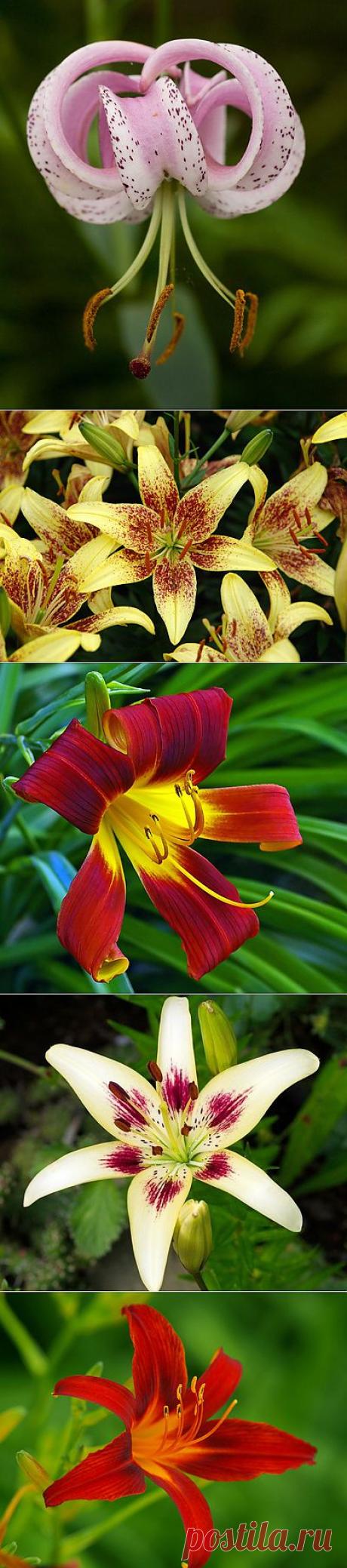 Фотографии красивых лилий крупным планом
