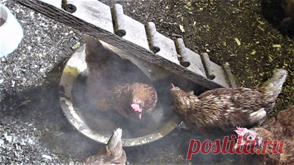 Можно ли курам несушкам давать уголь и золу ? Нужно ! | Хозяйство Воронова | Яндекс Дзен