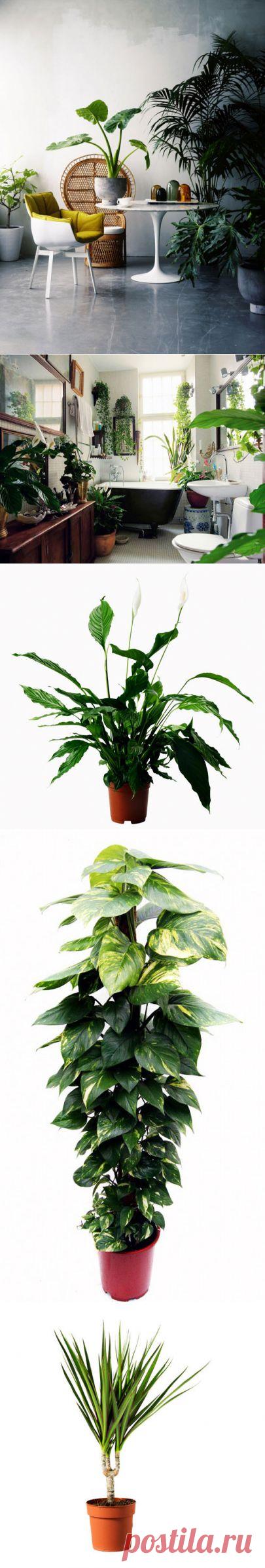 (+1) сообщ - Полезнейшие домашние растения | УЮТНЫЙ ДОМ | советы
