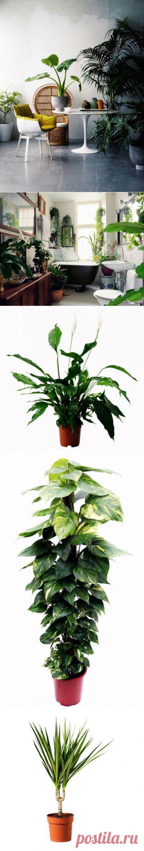 (+1) сообщ - Полезнейшие домашние растения | УЮТНЫЙ ДОМ | советы