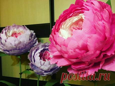 Купить большие цветы из бумаги гофрированная бумага - тёмно-фиолетовый, праздничная атрибутика, белый