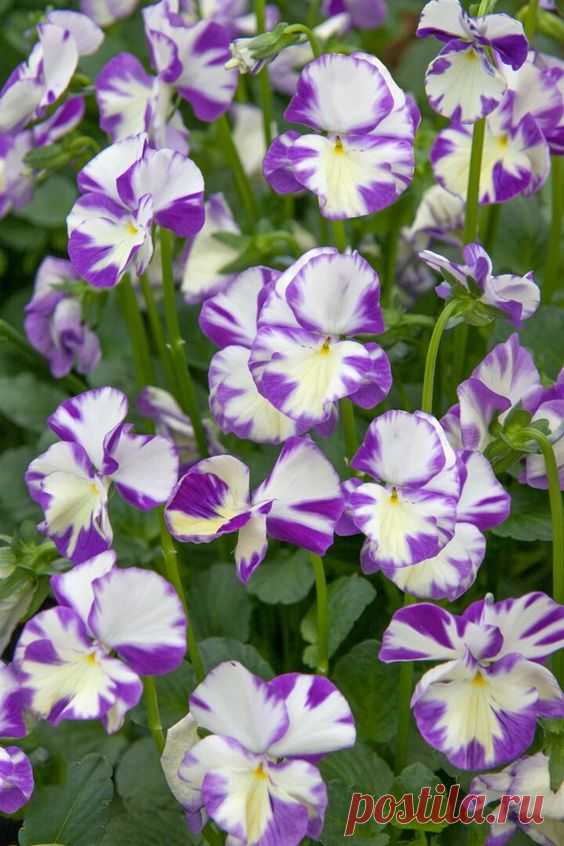 Виола рогатая Viola cornuta Rebecca