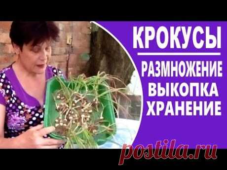 Как размножать крокусы  Когда выкапывать и как хранить крокусы