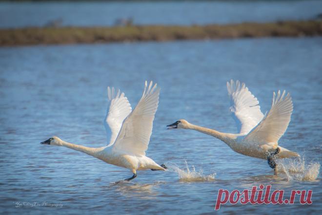 Tundra swans Lodi, CA
