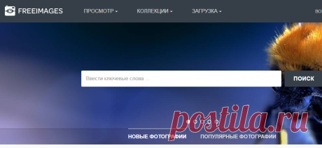 Бесплатные изображения и более 300 тыс. стоковых фотографий - бесплатно - FreeImages.com