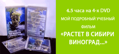 Виноград - Лучшие сорта винограда Сибири и Урала от Тамары Ященко. Редкие, неприхотливые сорта винограда, черенки малины на продажу, семена перца и томатов
