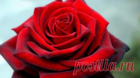 Что нужно розам для обильного и пышного цветения | Журнал "JK" Джей Кей