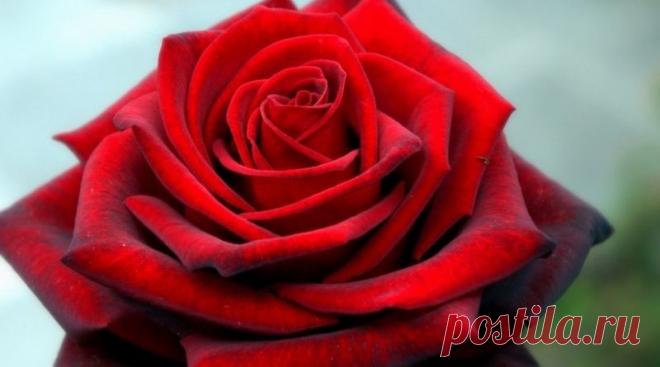 Что нужно розам для обильного и пышного цветения | Журнал 