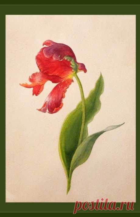 Урок рисования: тюльпан акварелью — Сделай сам, идеи для творчества - DIY Ideas