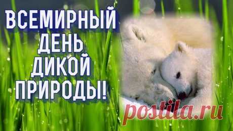 Всемирный праздник отмечаем,
Мы дань природе отдаем,
Давайте чистой, первозданной
Ее мы с вами сбережем.