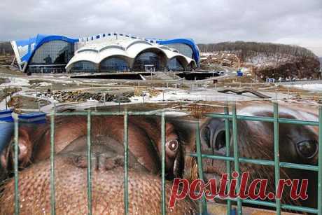 Помощь дельфинам Черного моря