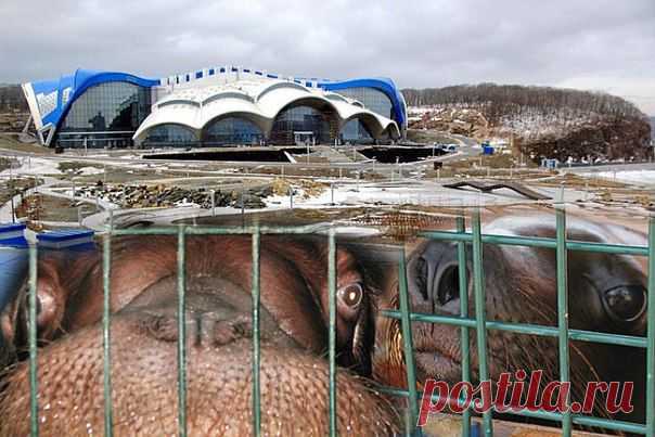 Помощь дельфинам Черного моря