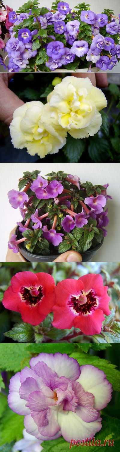 Ахименесы — моя любовь на всю жизнь!