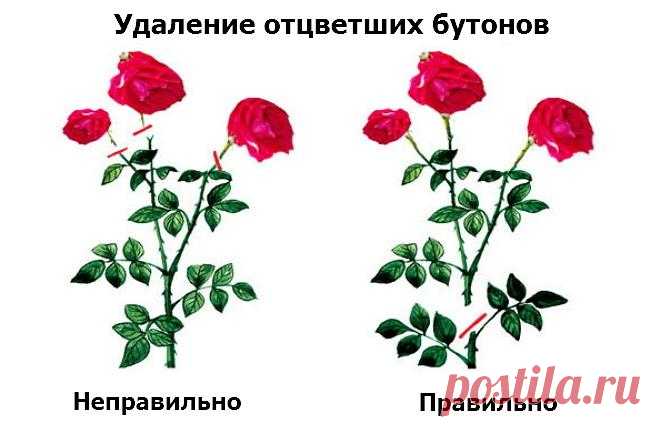 Обрезка роз после цветения