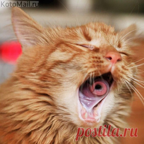 Вихрь в пасти | KotoMail.ru