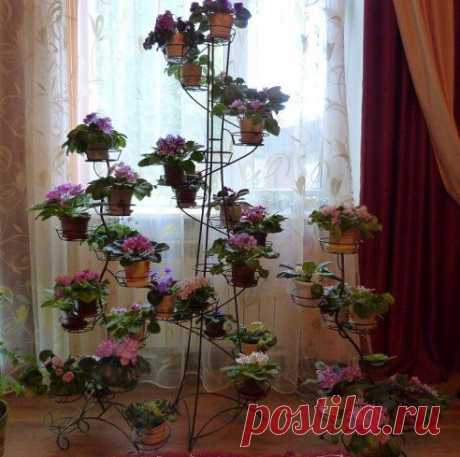 Фиалковое чудо.