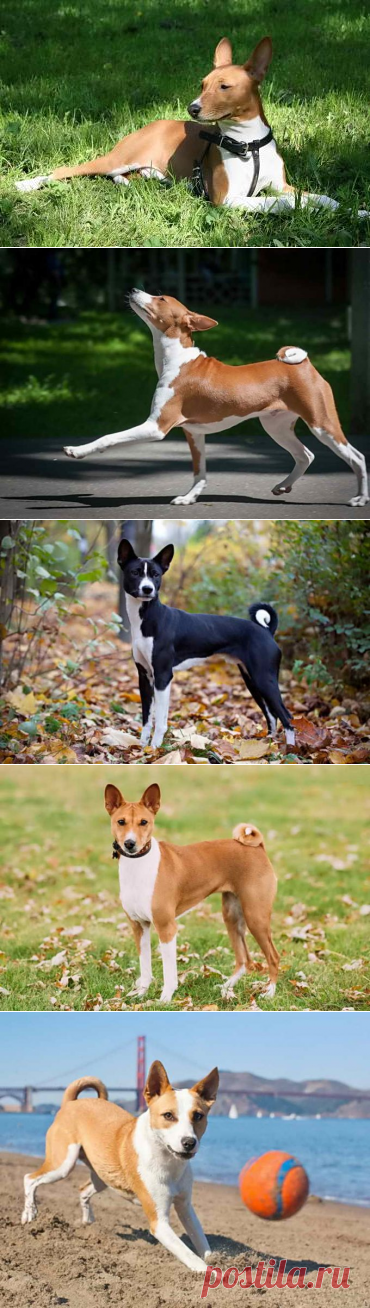 Басенджи: нелающая собака африканских пород, описание достоинств и характера