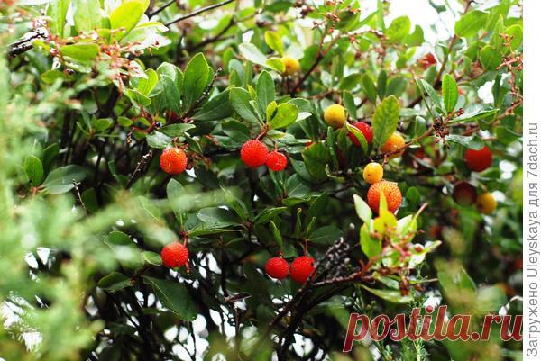 Ландышевые и земляничные деревья: виды, фото, описание, особенности выращивания