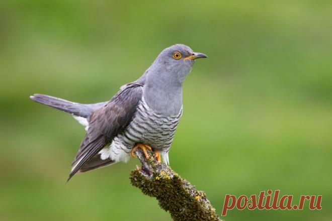 Зачем кукушка подбрасывает яйца в чужие гнезда? И правда ли это, вообще?