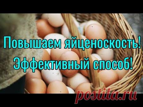 Самый лучший способ повышения яйценоскости у кур несушек.