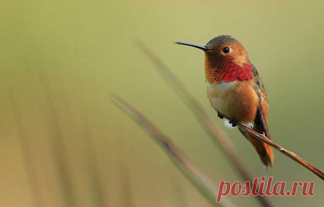 Обои птица, ветка, клюв, колибри картинки на рабочий стол, раздел животные - скачать